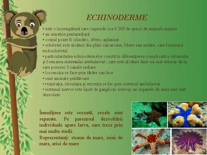 ECHINODERME • este o încrengătură care cuprinde cca 6. 300 de specii de animale