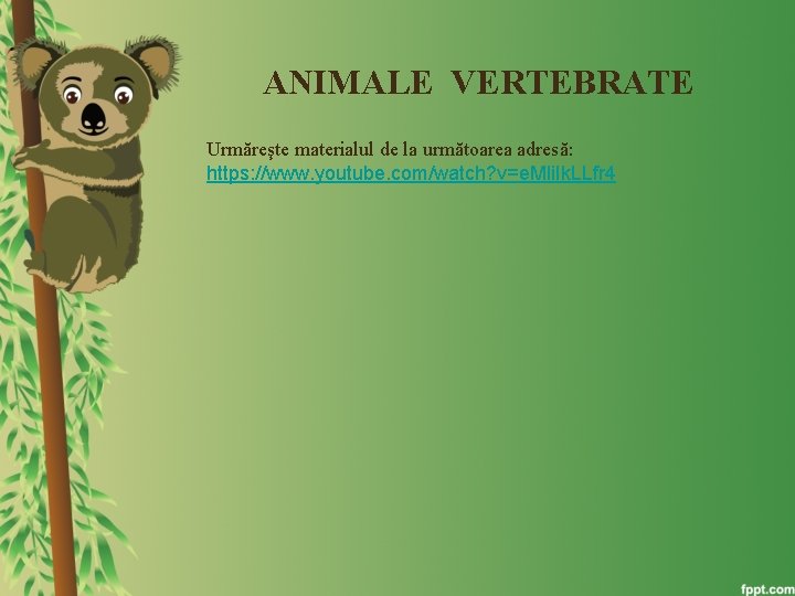 ANIMALE VERTEBRATE Urmăreşte materialul de la următoarea adresă: https: //www. youtube. com/watch? v=e. Mli.