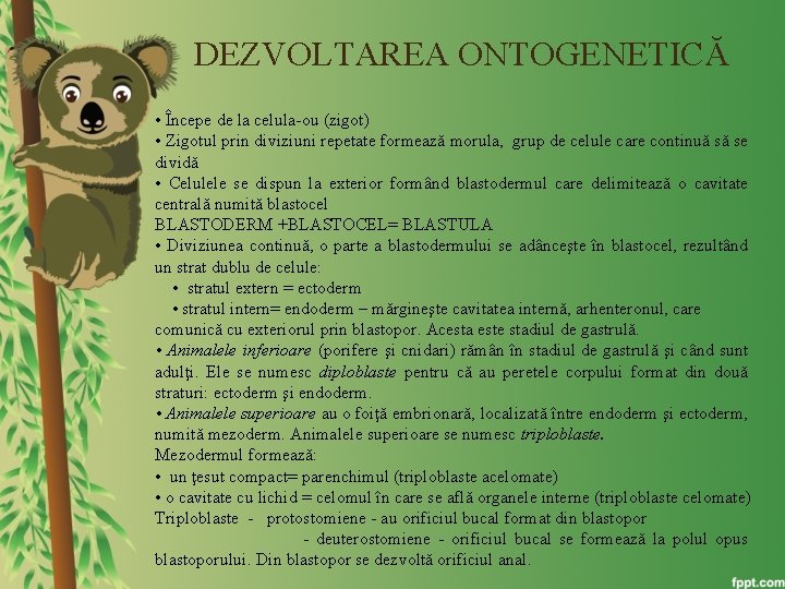 DEZVOLTAREA ONTOGENETICĂ • Începe de la celula-ou (zigot) • Zigotul prin diviziuni repetate formează