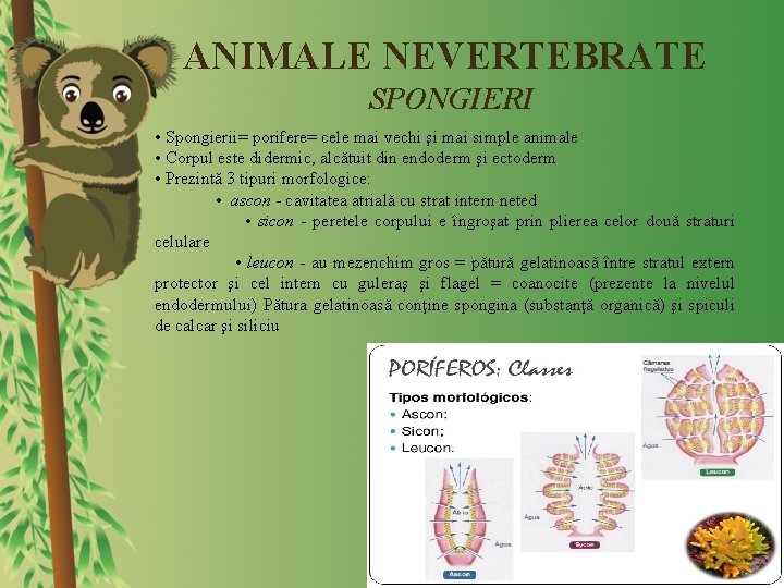 ANIMALE NEVERTEBRATE SPONGIERI • Spongierii= porifere= cele mai vechi şi mai simple animale •