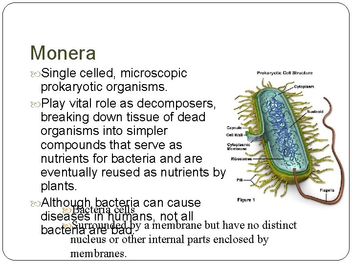 Monera Single celled, microscopic prokaryotic organisms. Play vital role as decomposers, breaking down tissue