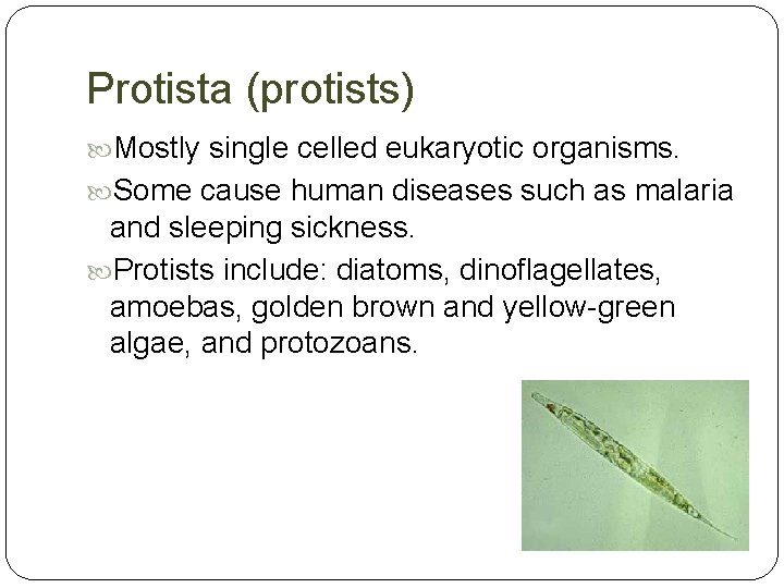 Protista (protists) Mostly single celled eukaryotic organisms. Some cause human diseases such as malaria