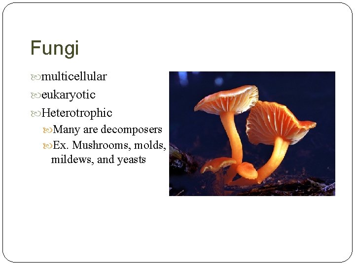 Fungi multicellular eukaryotic Heterotrophic Many are decomposers Ex. Mushrooms, molds, mildews, and yeasts 