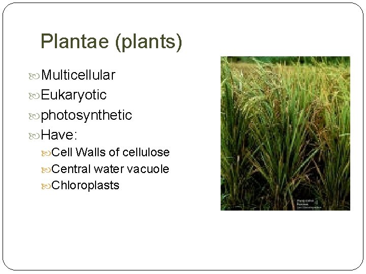 Plantae (plants) Multicellular Eukaryotic photosynthetic Have: Cell Walls of cellulose Central water vacuole Chloroplasts