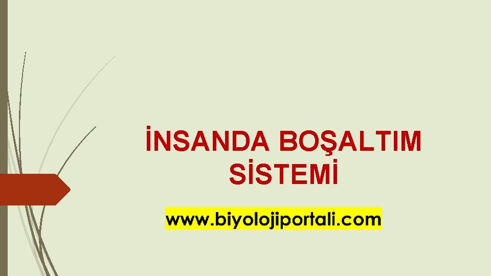 İNSANDA BOŞALTIM SİSTEMİ 