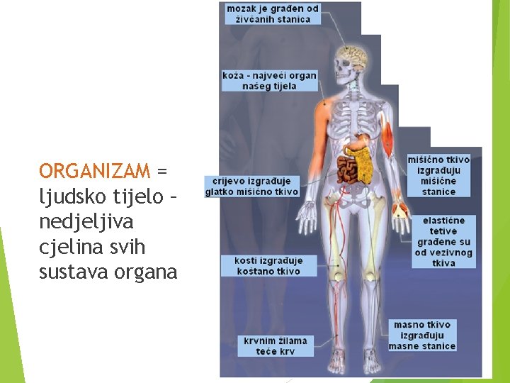 ORGANIZAM = ljudsko tijelo – nedjeljiva cjelina svih sustava organa 