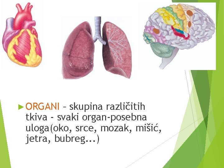 ► ORGANI – skupina različitih tkiva - svaki organ-posebna uloga(oko, srce, mozak, mišić, jetra,