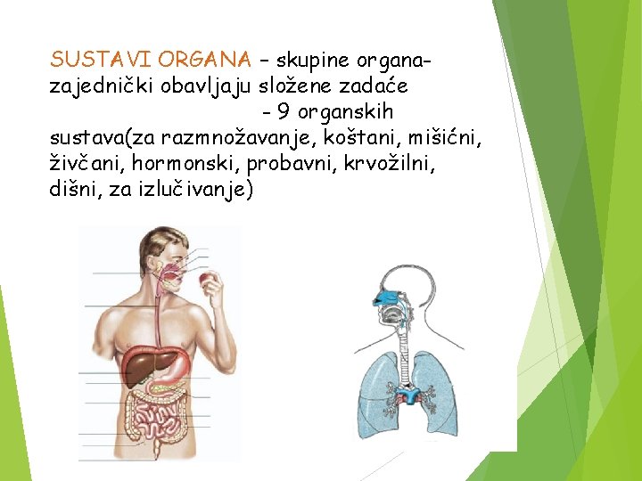 SUSTAVI ORGANA – skupine organazajednički obavljaju složene zadaće - 9 organskih sustava(za razmnožavanje, koštani,