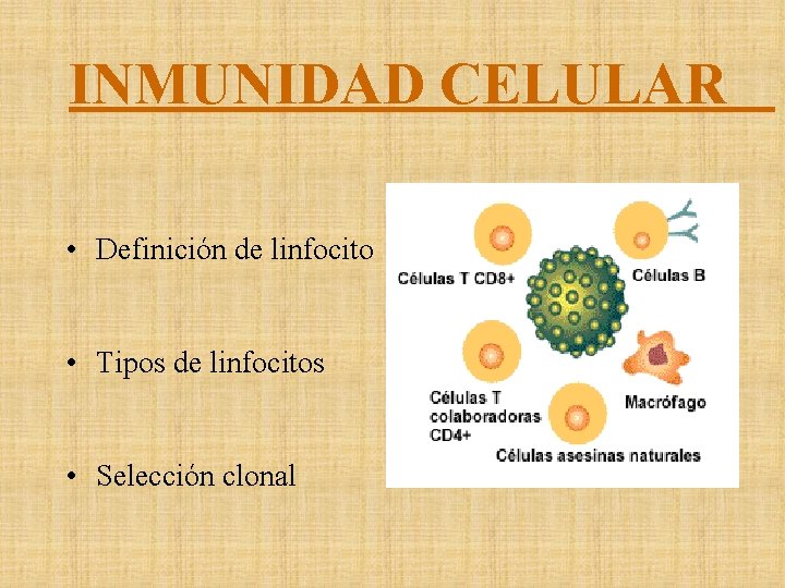 INMUNIDAD CELULAR • Definición de linfocito • Tipos de linfocitos • Selección clonal 
