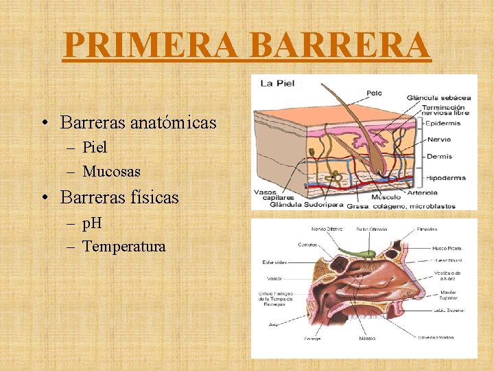 PRIMERA BARRERA • Barreras anatómicas – Piel – Mucosas • Barreras físicas – p.