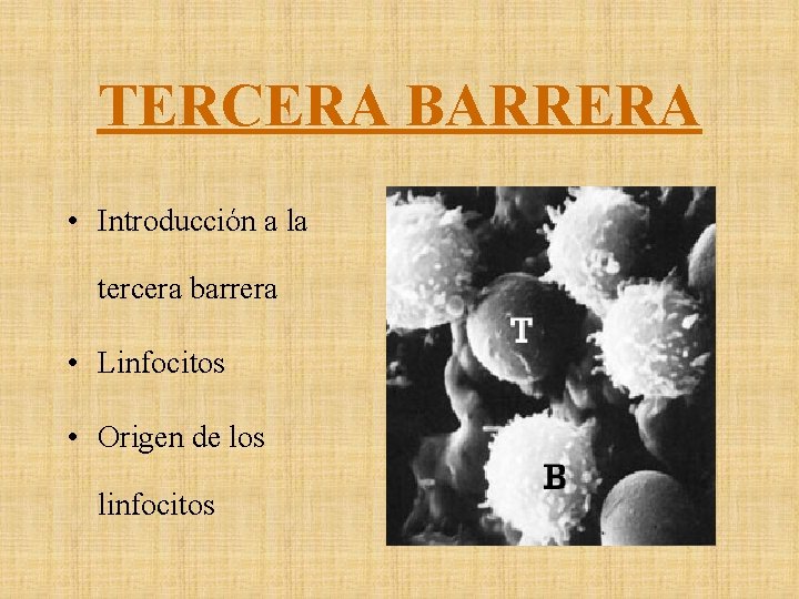 TERCERA BARRERA • Introducción a la tercera barrera • Linfocitos • Origen de los