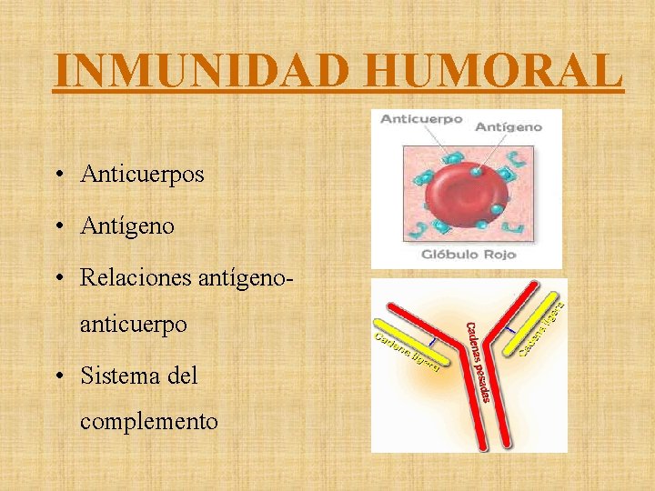 INMUNIDAD HUMORAL • Anticuerpos • Antígeno • Relaciones antígenoanticuerpo • Sistema del complemento 