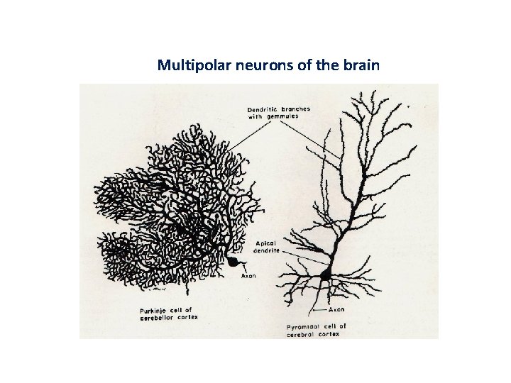 Multipolar neurons of the brain 