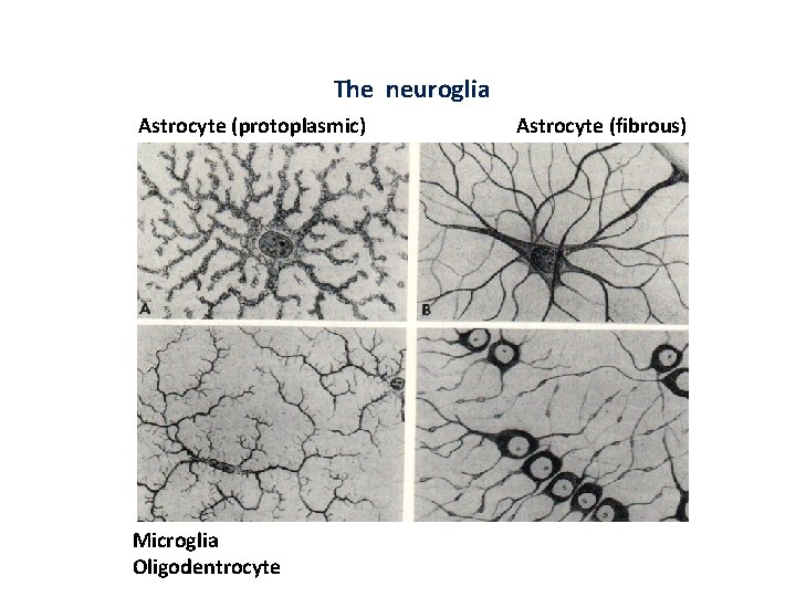 The neuroglia Astrocyte (protoplasmic) Microglia Oligodentrocyte Astrocyte (fibrous) 