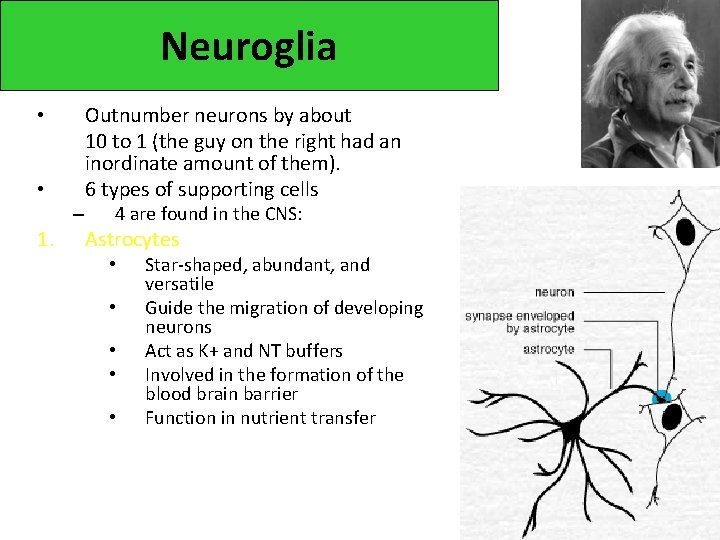 Neuroglia • • – 1. Outnumber neurons by about 10 to 1 (the guy