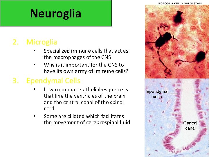 Neuroglia 2. Microglia • • Specialized immune cells that act as the macrophages of