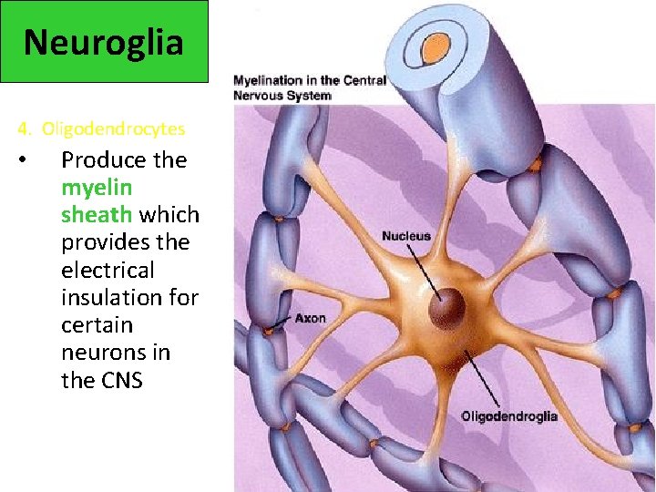 Neuroglia 4. Oligodendrocytes • Produce the myelin sheath which provides the electrical insulation for