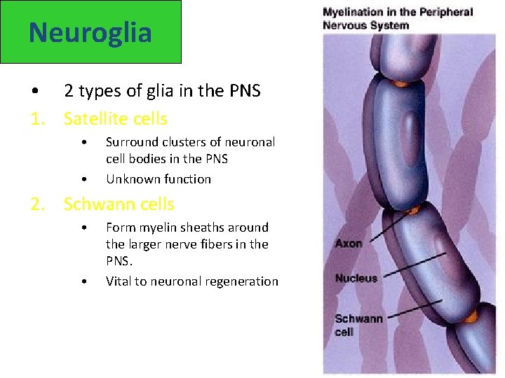 Neuroglia • 2 types of glia in the PNS 1. Satellite cells • •