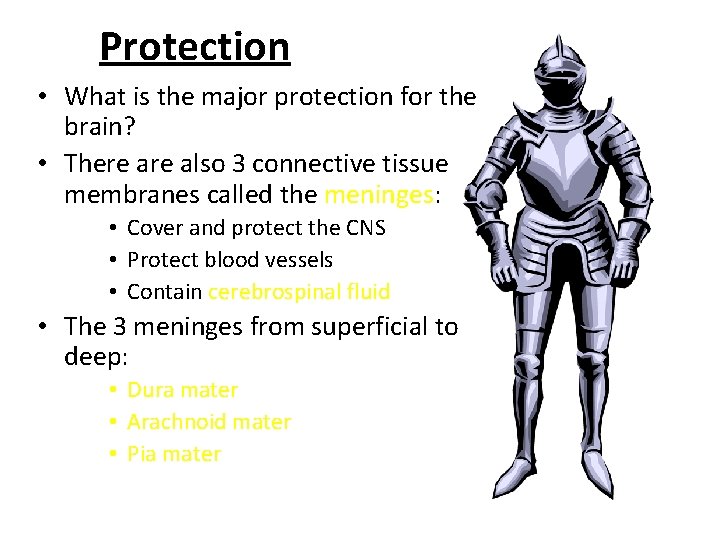 Protection • What is the major protection for the brain? • There also 3