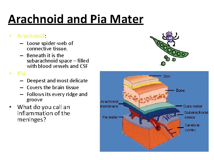 Arachnoid and Pia Mater • Arachnoid: – Loose spider-web of connective tissue. – Beneath