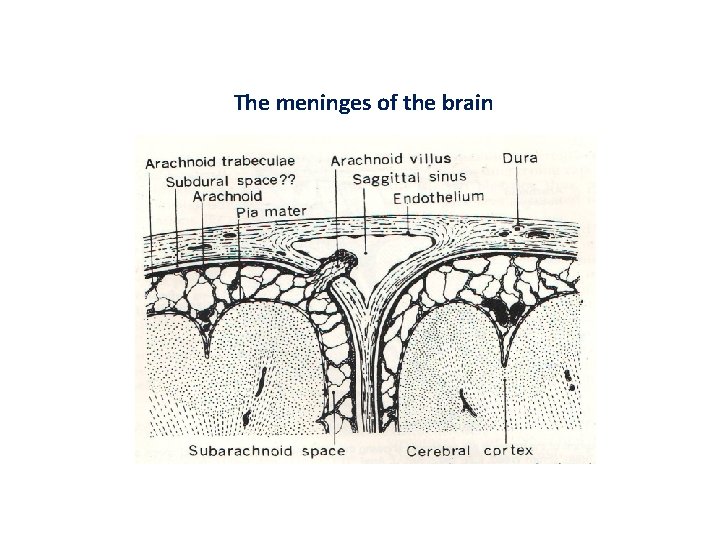 The meninges of the brain 