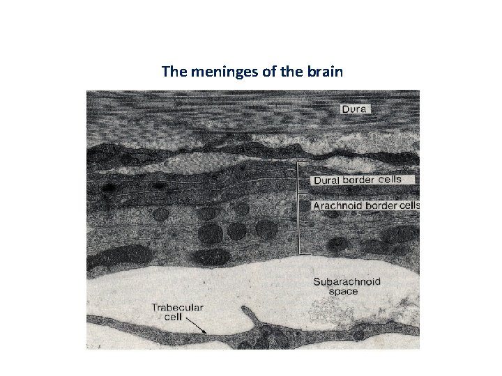 The meninges of the brain 