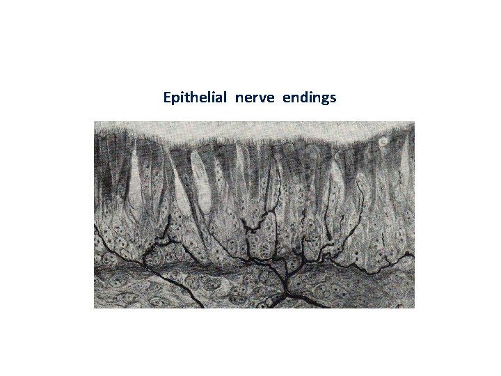 Epithelial nerve endings 