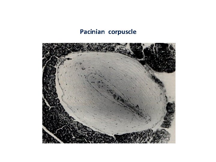 Pacinian corpuscle 