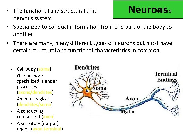 Neurons • The functional and structural unit of the nervous system • Specialized to