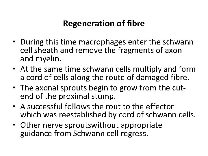Regeneration of fibre • During this time macrophages enter the schwann cell sheath and