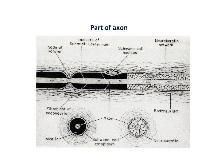 Part of axon 