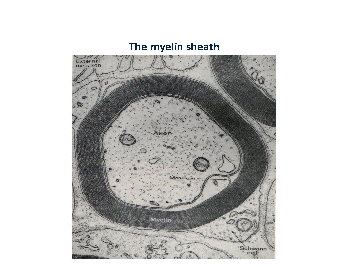 The myelin sheath 