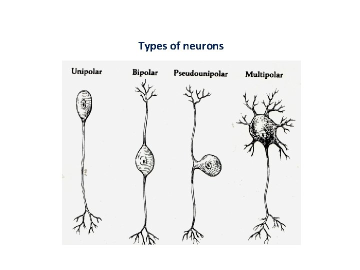 Types of neurons 