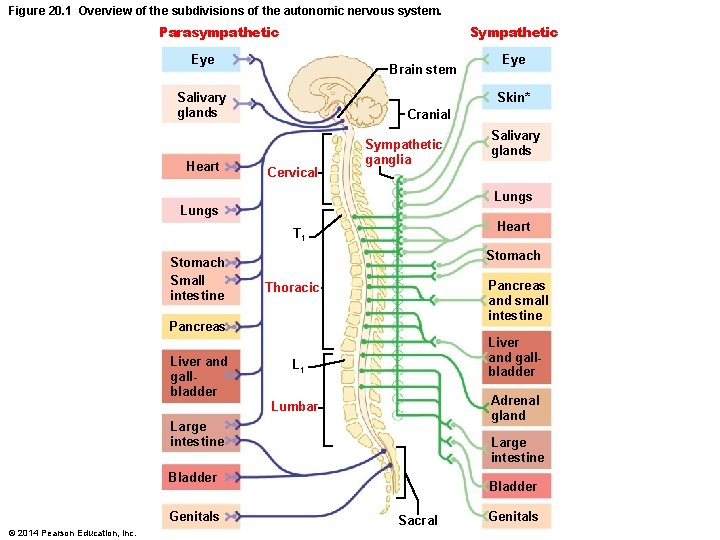 Figure 20. 1 Overview of the subdivisions of the autonomic nervous system. Parasympathetic Sympathetic