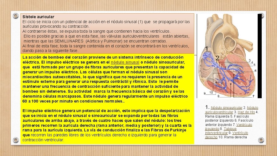Sístole auricular El ciclo se inicia con un potencial de acción en el nódulo