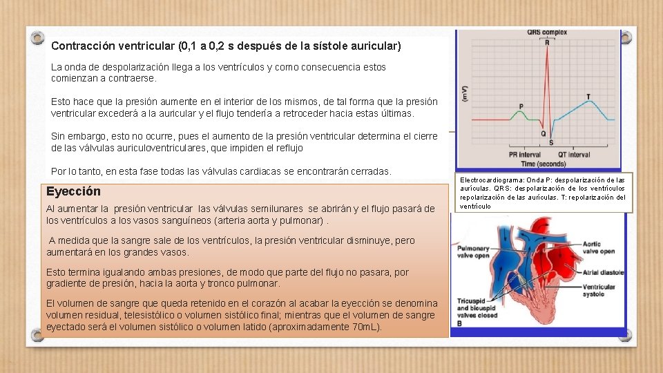 Contracción ventricular (0, 1 a 0, 2 s después de la sístole auricular) La