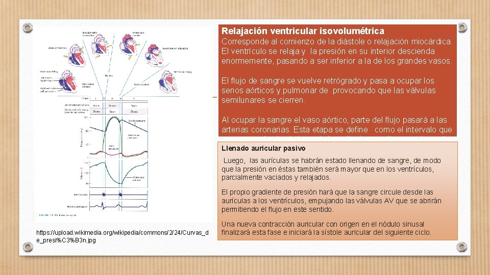 Relajación ventricular isovolumétrica Corresponde al comienzo de la diástole o relajación miocárdica. El ventrículo
