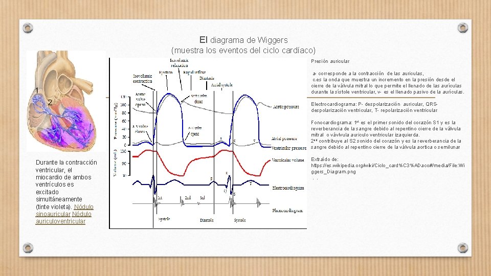El diagrama de Wiggers (muestra los eventos del ciclo cardíaco) Presión auricular a- corresponde