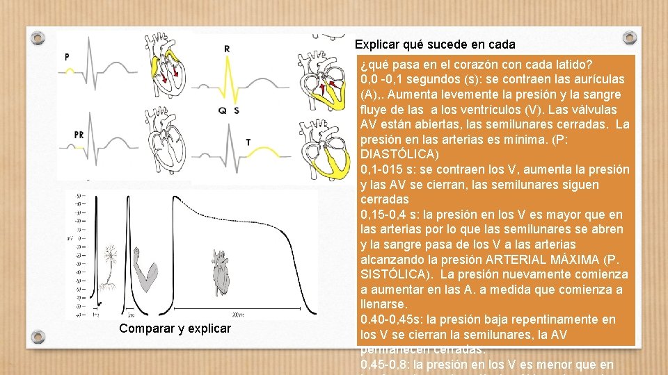 Explicar qué sucede en cada imagen ¿qué pasa en el corazón con cada latido?