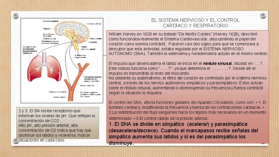 EL SISTEMA NERVIOSO Y EL CONTROL CARDÍACO Y RESPIRATORIO William Harvey en 1628 en