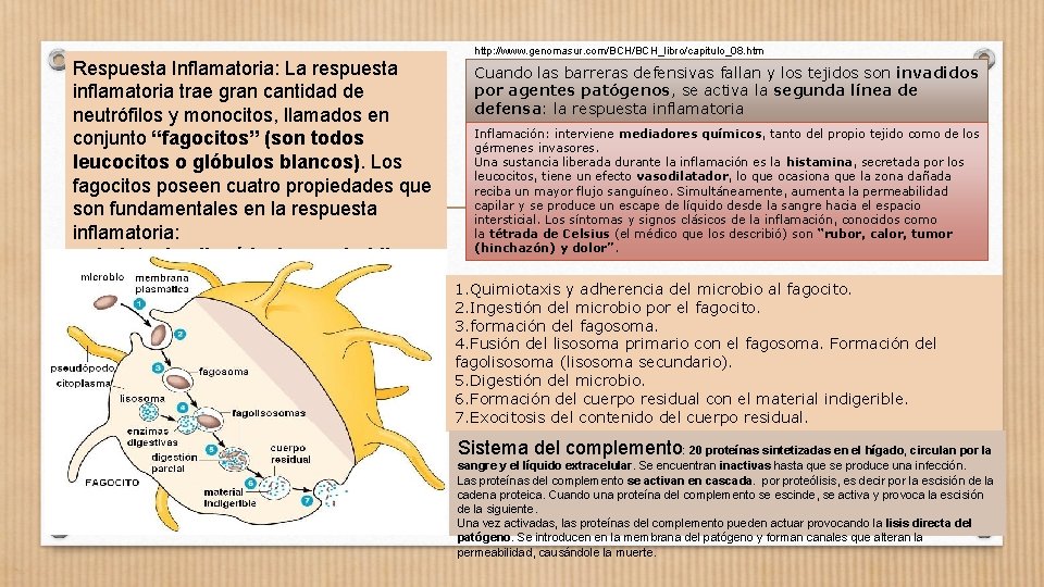 Respuesta Inflamatoria: La respuesta inflamatoria trae gran cantidad de neutrófilos y monocitos, llamados en