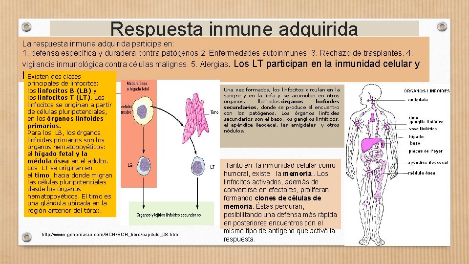 Respuesta inmune adquirida La respuesta inmune adquirida participa en: 1. defensa específica y duradera