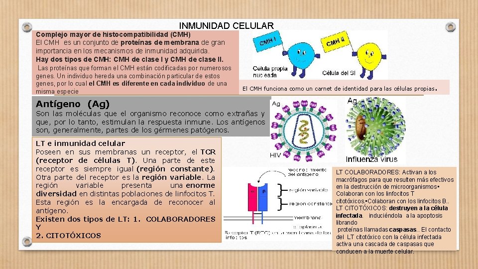 INMUNIDAD CELULAR Complejo mayor de histocompatibilidad (CMH) El CMH es un conjunto de proteínas