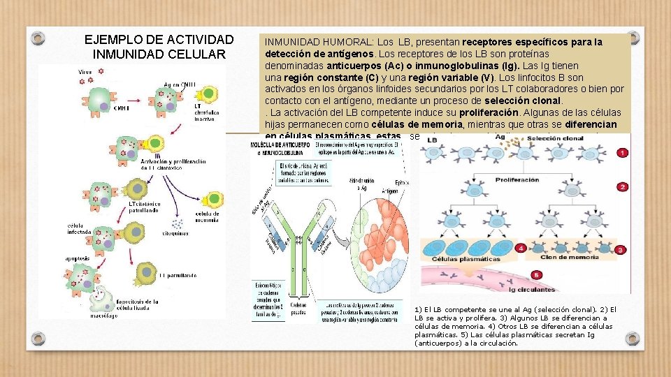 EJEMPLO DE ACTIVIDAD INMUNIDAD CELULAR INMUNIDAD HUMORAL: Los LB, presentan receptores específicos para la