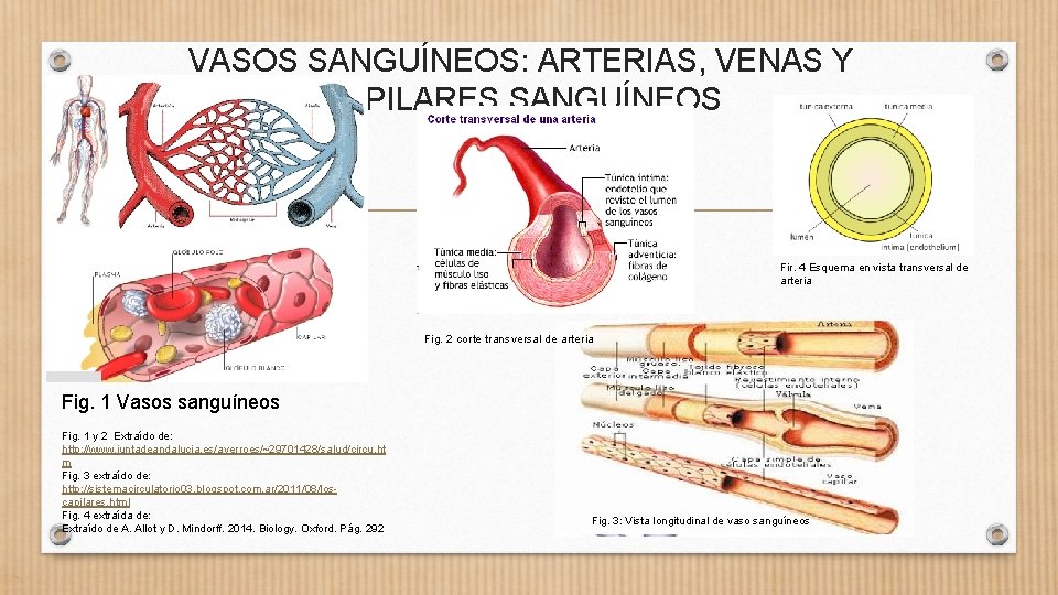 VASOS SANGUÍNEOS: ARTERIAS, VENAS Y CAPILARES SANGUÍNEOS Fir. 4 Esquema en vista transversal de