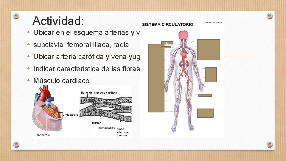  • • • Actividad: Ubicar en el esquema arterias y venas: subclavia, femoral
