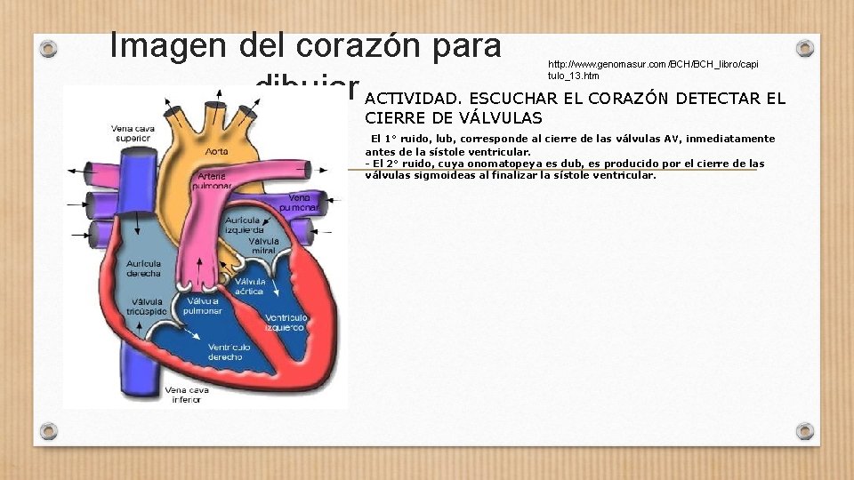 Imagen del corazón para dibujar ACTIVIDAD. ESCUCHAR EL CORAZÓN DETECTAR EL http: //www. genomasur.