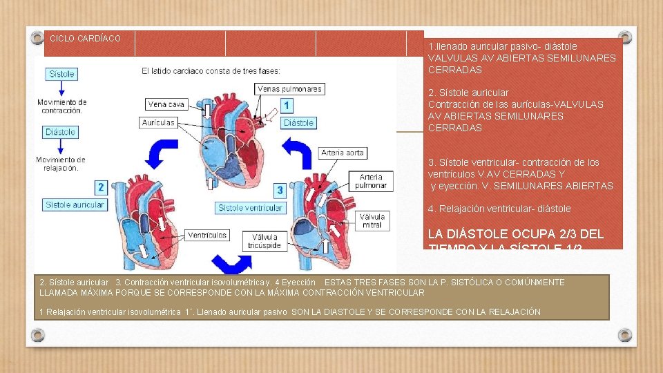CICLO CARDÍACO 1. llenado auricular pasivo- diástole VALVULAS AV ABIERTAS SEMILUNARES CERRADAS 2. Sístole