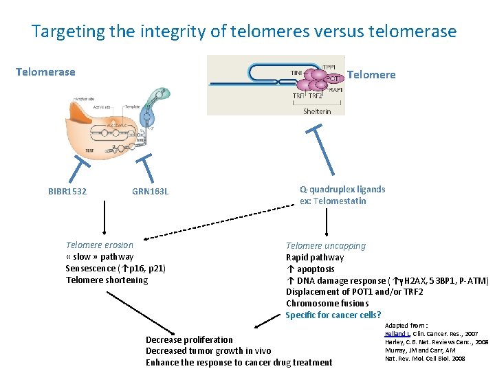 Targeting the integrity of telomeres versus telomerase Telomerase BIBR 1532 Telomere GRN 163 L