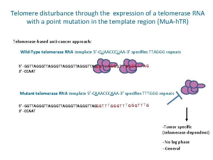 Telomere disturbance through the expression of a telomerase RNA with a point mutation in